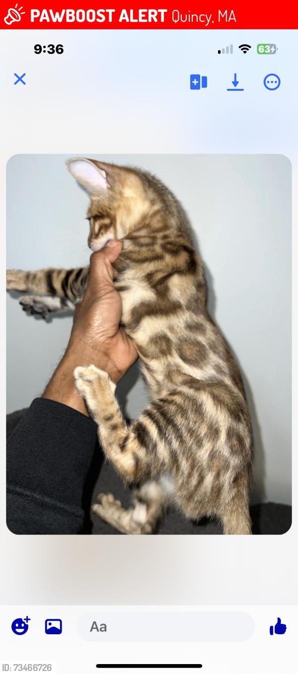 Lost Male Cat last seen Not sure the name stopped to do a delivery, Quincy, MA 02169