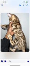 Lost Male Cat last seen Not sure the name stopped to do a delivery, Quincy, MA 02169