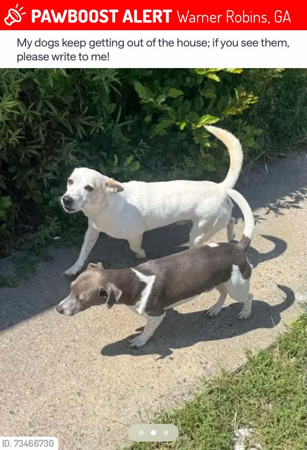 Lost Male Dog last seen Wesleyan, Gawin, Warner Robins, GA 31093