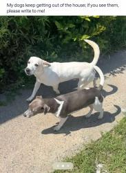 Lost Male Dog last seen Wesleyan, Gawin, Warner Robins, GA 31093