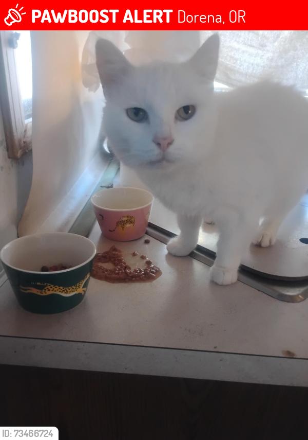 Lost Female Cat last seen Culp Creek trailhead, Dorena, OR 97434