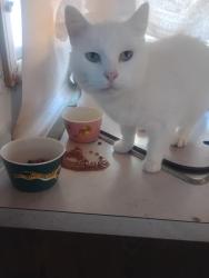 Lost Female Cat last seen Culp Creek trailhead, Dorena, OR 97434