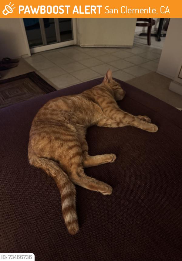 Found/Stray Male Cat last seen High Tide Coffee, San Clemente, CA 92672