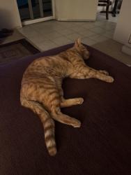Found/Stray Male Cat last seen High Tide Coffee, San Clemente, CA 92672