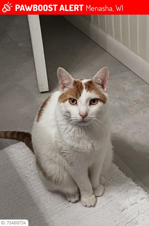 Lost Male Cat last seen Fritsch Park, Menasha, WI 54952
