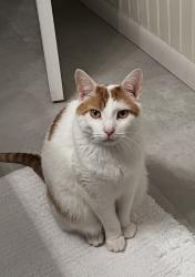 Lost Male Cat last seen Fritsch Park, Menasha, WI 54952