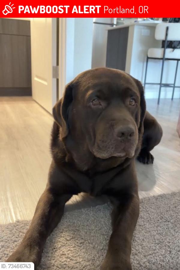 Lost Male Dog last seen portland clinic, Portland, OR 97223