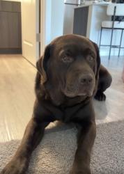 Lost Male Dog last seen portland clinic, Portland, OR 97223