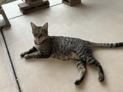 Found/Stray Unknown Cat last seen N. 53rd Ave cul de sac by Tonto, Glendale, AZ 85308