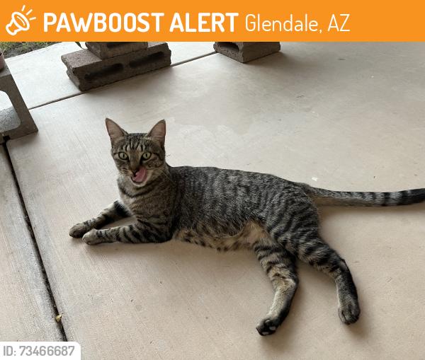 Found/Stray Unknown Cat last seen N. 53rd Ave cul de sac by Tonto, Glendale, AZ 85308