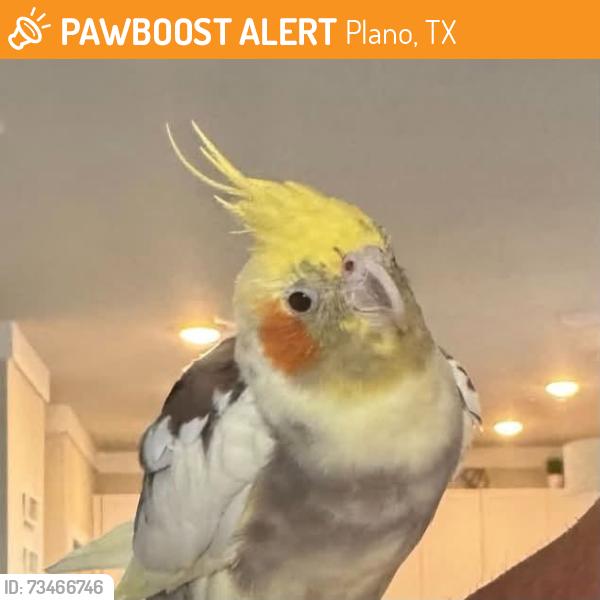 Found/Stray Unknown Bird last seen Wynwood and Wynhurst, Plano, TX 75074