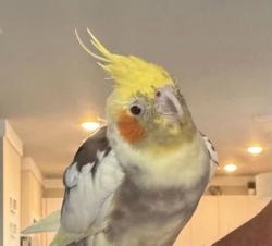 Found/Stray Unknown Bird last seen Wynwood and Wynhurst, Plano, TX 75074