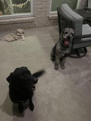Reunited Male Dog last seen Near and Dixie Farm, Pearland, TX 77581