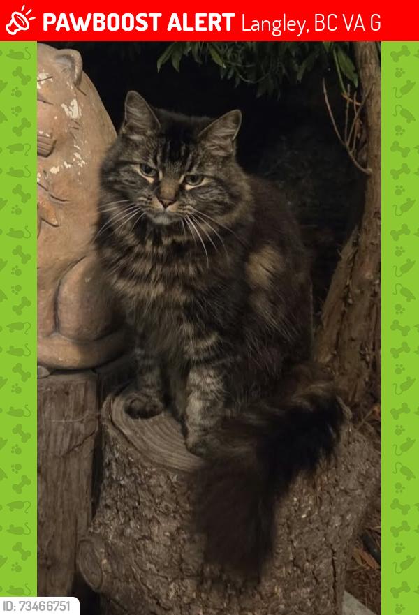 Lost Female Cat last seen 196a & 35, Langley, BC V3A 7G2