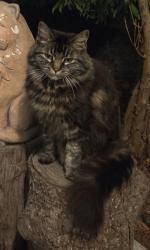 Lost Female Cat last seen 196a & 35, Langley, BC V3A 7G2