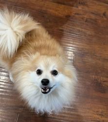 Reunited Male Dog last seen Near Calle Aguadulce, San Diego, CA 92139, USA, San Diego, CA 92139
