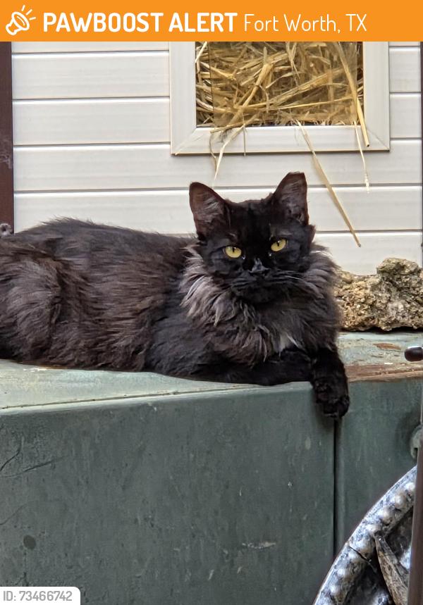 Found/Stray Unknown Cat last seen Park Vista & Sleepy Meadows, just Northwest of Keller, Fort Worth, TX 76244
