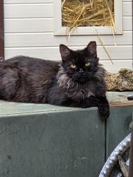 Found/Stray Unknown Cat last seen Park Vista & Sleepy Meadows, just Northwest of Keller, Fort Worth, TX 76244