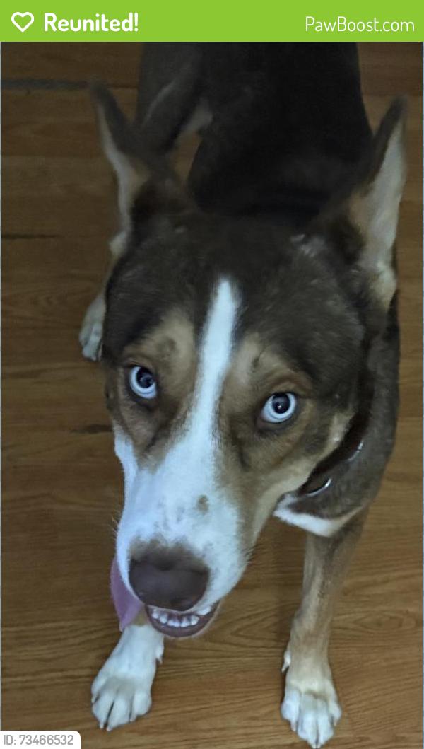 Reunited Male Dog last seen 67th st n, St. Petersburg, FL 33709