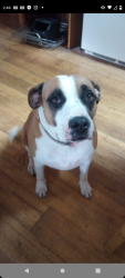 Reunited Female Dog last seen Ruth and Horine Rd, Festus, MO 63028