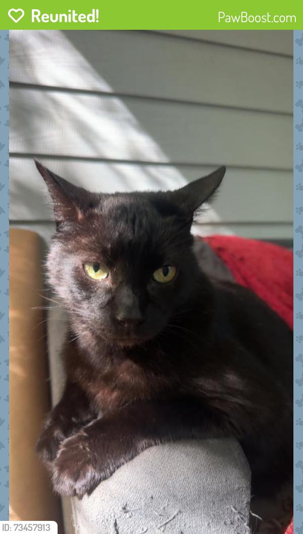 Reunited Male Cat last seen Farrington/Old Chapel Hill Rd. area, Durham, NC 27707