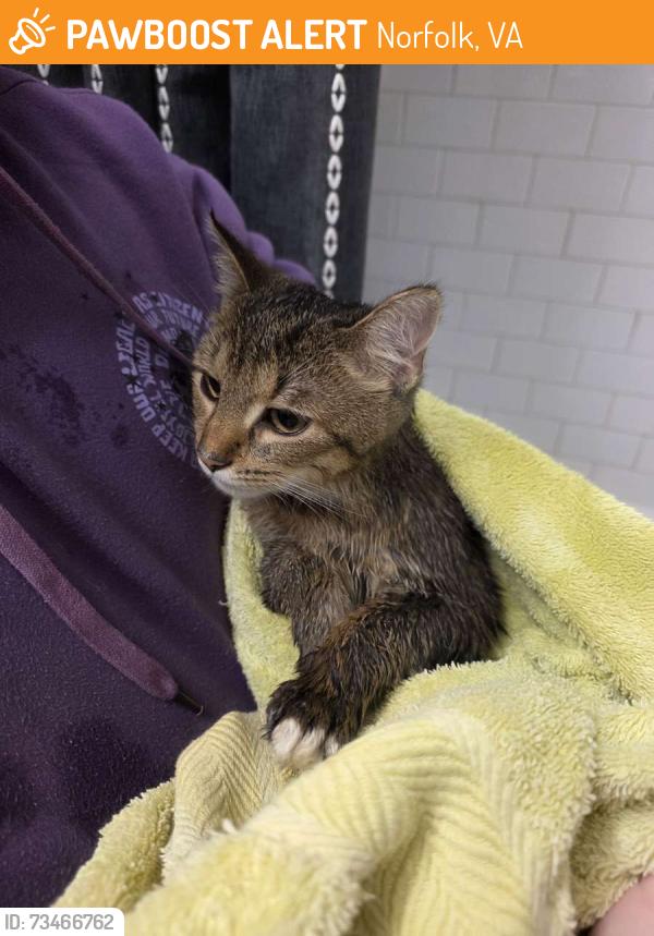 Found/Stray Male Cat last seen West Brambleton Ave and Yarmouth Street, Norfolk, VA 23510