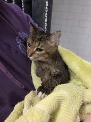 Found/Stray Male Cat last seen West Brambleton Ave and Yarmouth Street, Norfolk, VA 23510