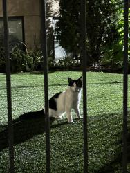 Found/Stray Unknown Cat last seen Near n kenmore apmt near the L tracks, Chicago, IL 60613