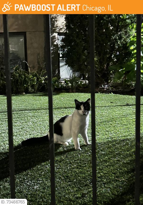 Found/Stray Unknown Cat last seen Near n kenmore apmt near the L tracks, Chicago, IL 60613