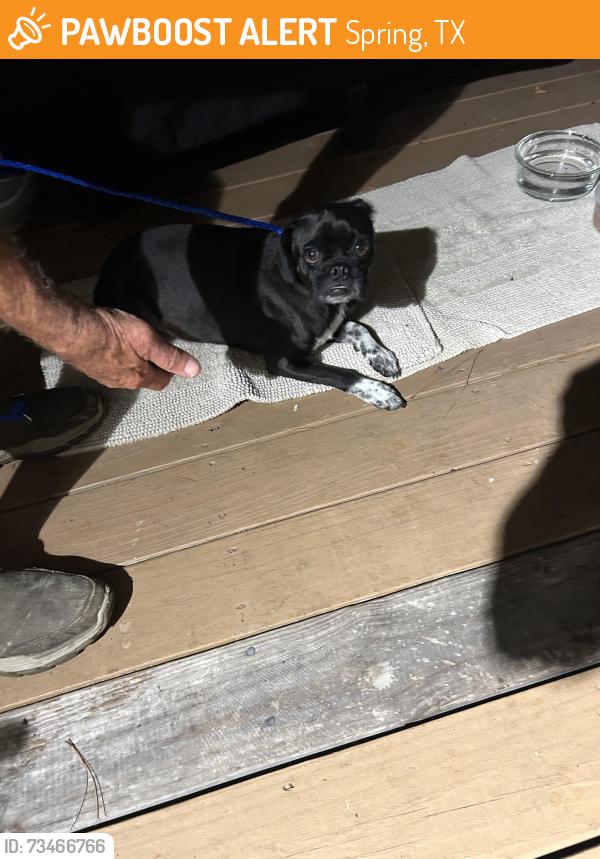 Found/Stray Unknown Dog last seen Cypresswood and stuebner, Spring, TX 77387