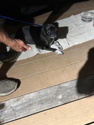 Found/Stray Unknown Dog last seen Cypresswood and stuebner, Spring, TX 77387