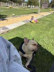 Lost Male Dog last seen Akers and whitegate ave, Bakersfield, CA 93313