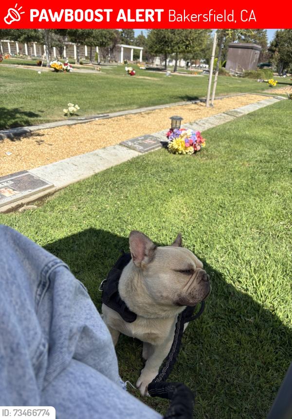 Lost Male Dog last seen Akers and whitegate ave, Bakersfield, CA 93313