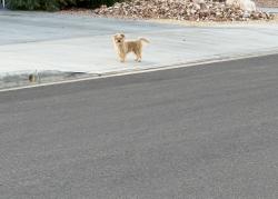 Found/Stray Unknown Dog last seen Maison’s Village, Palmdale, CA 93552