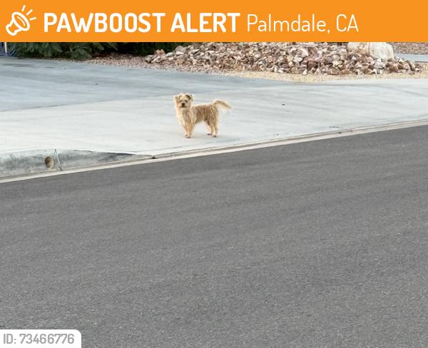 Found/Stray Unknown Dog last seen Maison’s Village, Palmdale, CA 93552