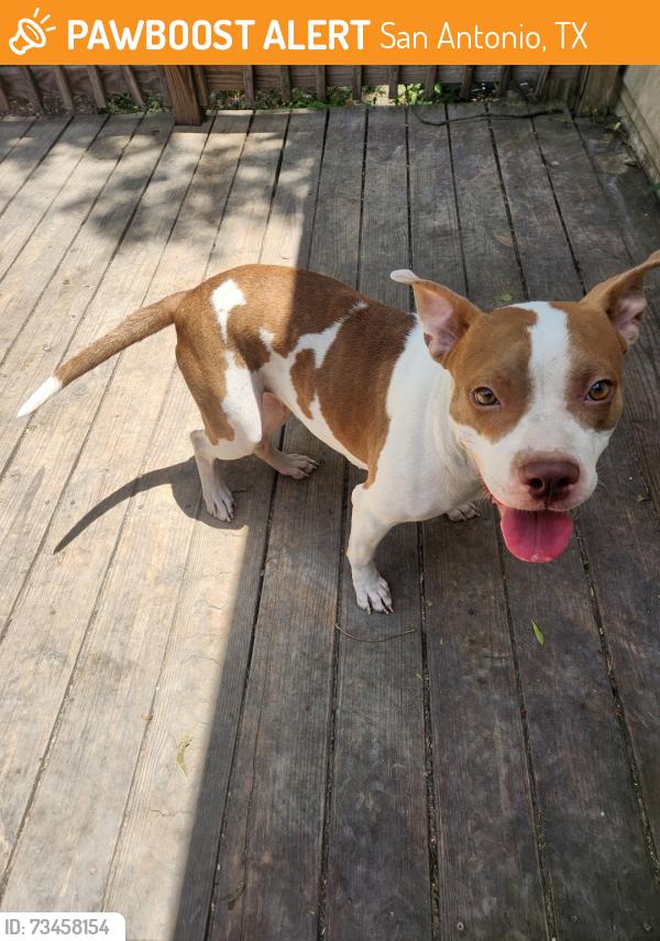 Found/Stray Female Dog last seen Morning Glory & W Summit Ave, San Antonio, TX 78228