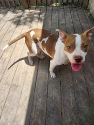 Found/Stray Female Dog last seen Morning Glory & W Summit Ave, San Antonio, TX 78228
