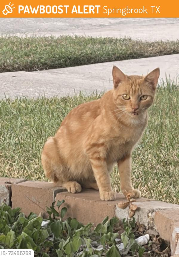 Found/Stray Unknown Cat last seen Channelbrook Ln, Spring, TX 77379, Springbrook, TX 77379
