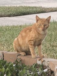 Found/Stray Unknown Cat last seen Channelbrook Ln, Spring, TX 77379, Springbrook, TX 77379