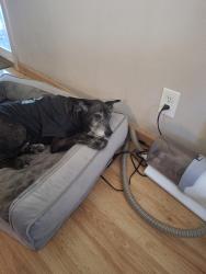 Reunited Male Dog last seen La Noche dr, San Marcos, CA 92078