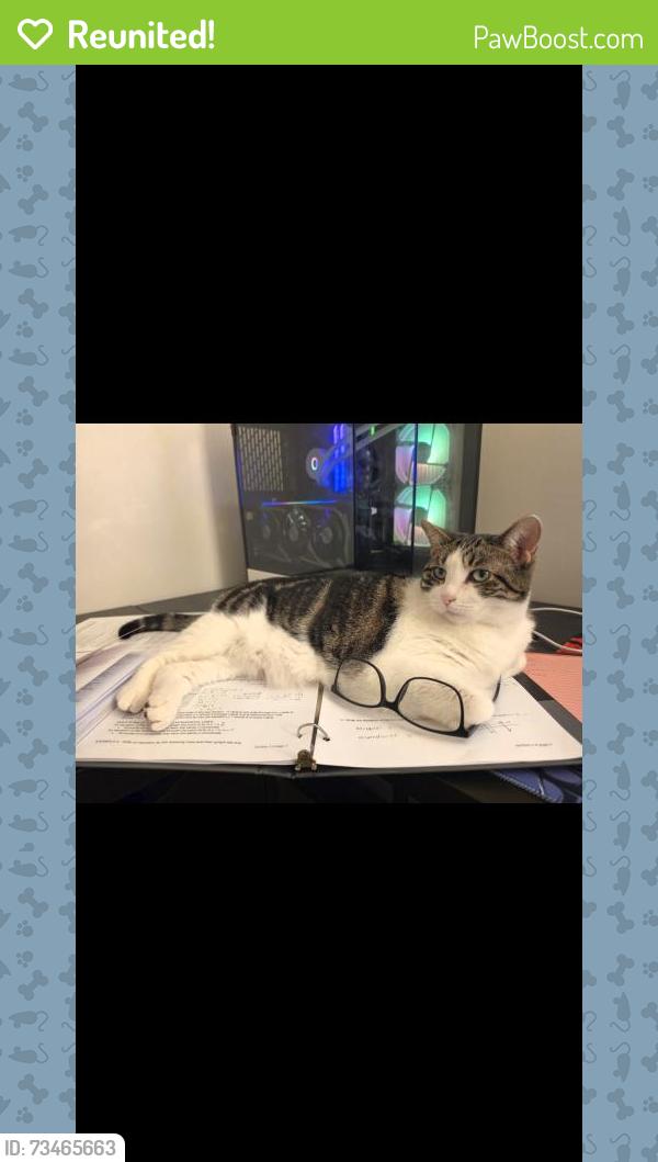 Reunited Female Cat last seen Brunswick Dr and Caton Ridge, Plainfield, IL 60586