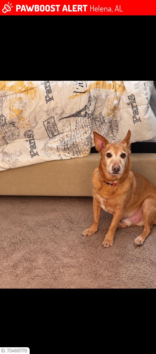 Lost Male Dog last seen RiverRidge / Riverwoods, Helena, AL 35080