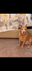 Lost Male Dog last seen RiverRidge / Riverwoods, Helena, AL 35080