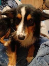 Lost Male Dog last seen Near County Road 4950, Pittsburg, TX 75686