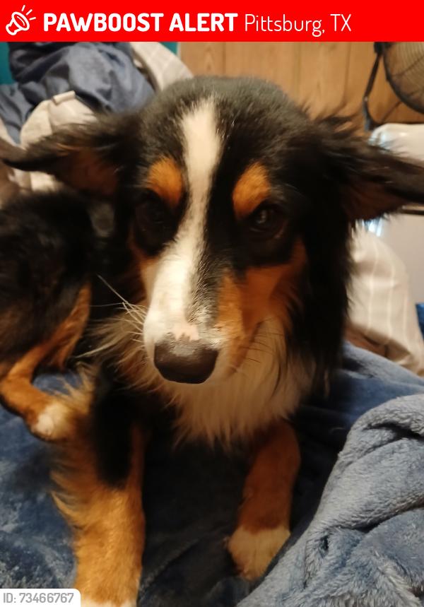 Lost Male Dog last seen Near County Road 4950, Pittsburg, TX 75686