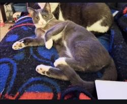 Lost Female Cat last seen Ridge Lea Road behind Lowes off Niagara Falls Blvd in Amherst, Erie County, NY 14150
