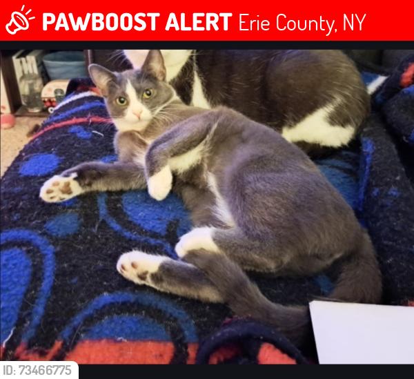 Lost Female Cat last seen Ridge Lea Road behind Lowes off Niagara Falls Blvd in Amherst, Erie County, NY 14150