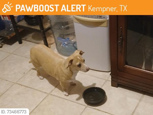 Found/Stray Female Dog last seen 116south, Kempner, TX 76539