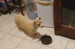 Found/Stray Female Dog last seen 116south, Kempner, TX 76539