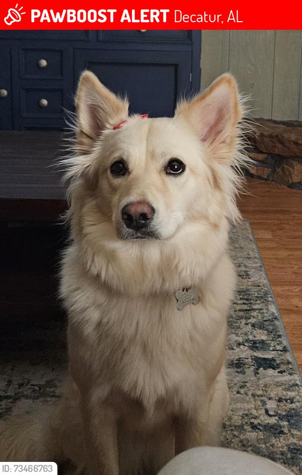 Lost Female Dog last seen Chestnut Mountain Rd/ Danville Rd, Decatur, AL 35603